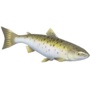 Salmão Atlântico