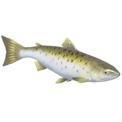 Salmão Atlântico