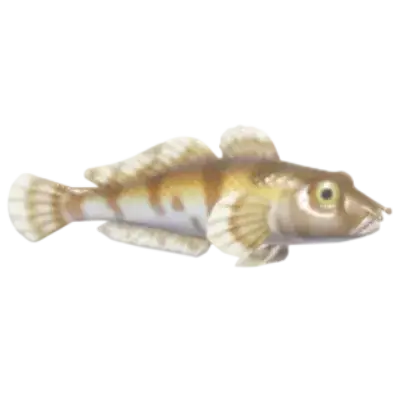 Peixe Gobídeo