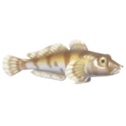 Peixe Gobídeo