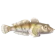 Peixe Gobídeo