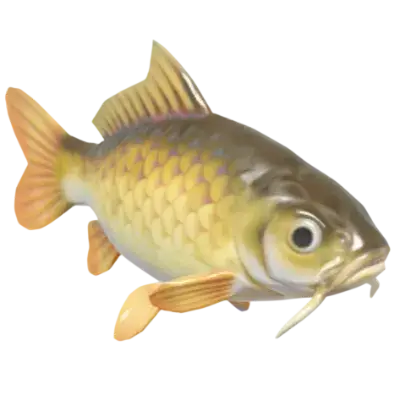 Carpa-comum