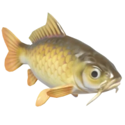 Carpa-comum