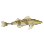 Zingel Streber