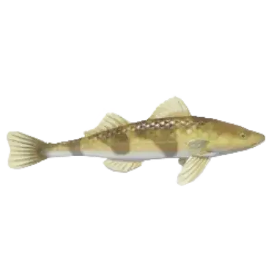 Zingel Streber