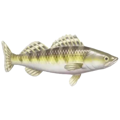 Zander