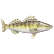 Zander