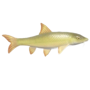 Barbo