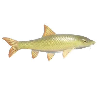 Barbo