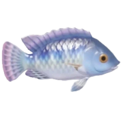 Tilápia