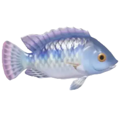 Tilápia