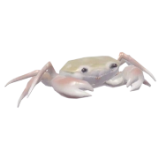 Caranguejo de Riacho