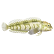 Blênio