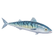 Sarda Atlântica