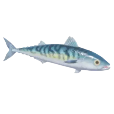 Sarda Atlântica