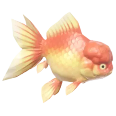 Peixe-dourado-leão