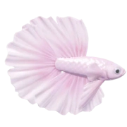 Betta