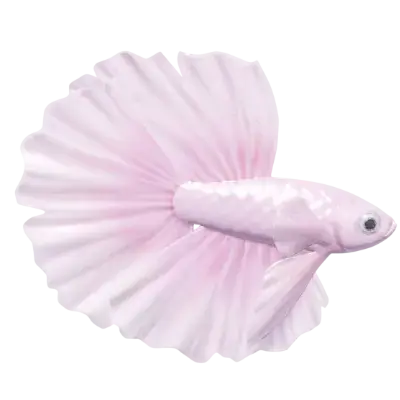 Betta