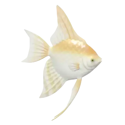 Acará