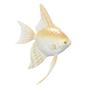 Acará