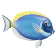 Peixe-cirurgião