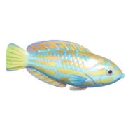 Lennardi Wrasse