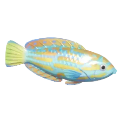 Lennardi Wrasse
