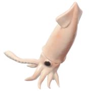 Todarodes pacificus