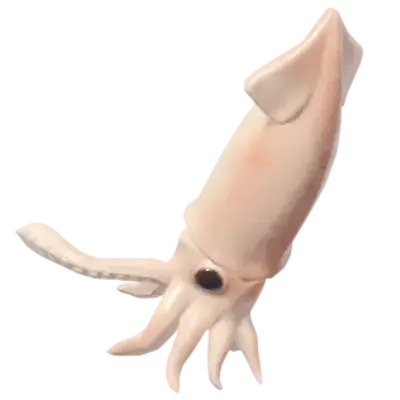 Todarodes pacificus