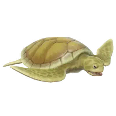 Tartaruga-de-dorso-chato