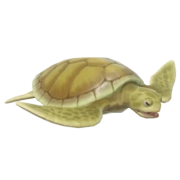 Tartaruga-de-dorso-chato