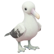 Albatroz-errante