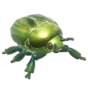 Rhomborhina unicolor