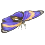 Preponino