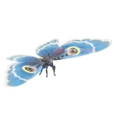 Erebus albicincta Kollar