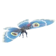 Erebus albicincta Kollar